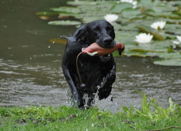 Dog emerging from water with a dummy bird